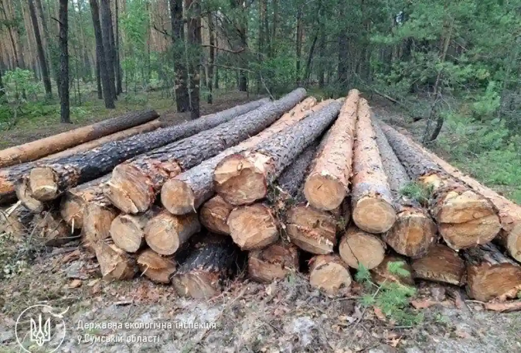 На Сумщині виявили незаконну вирубку здорових дерев під виглядом санітарної рубки