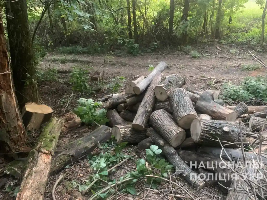 У Недригайлівській громаді викрили групу незаконних лісорубів