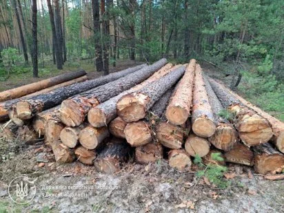 На Сумщині незаконно знищено сотні здорових дерев під виглядом санітарної рубкиНа Сумщині незаконно знищено сотні здорових дерев під виглядом санітарної рубки
