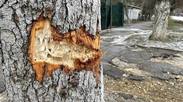 У Сумах екологи зафіксували пошкодження дерев після влучання ворожого безпілотника