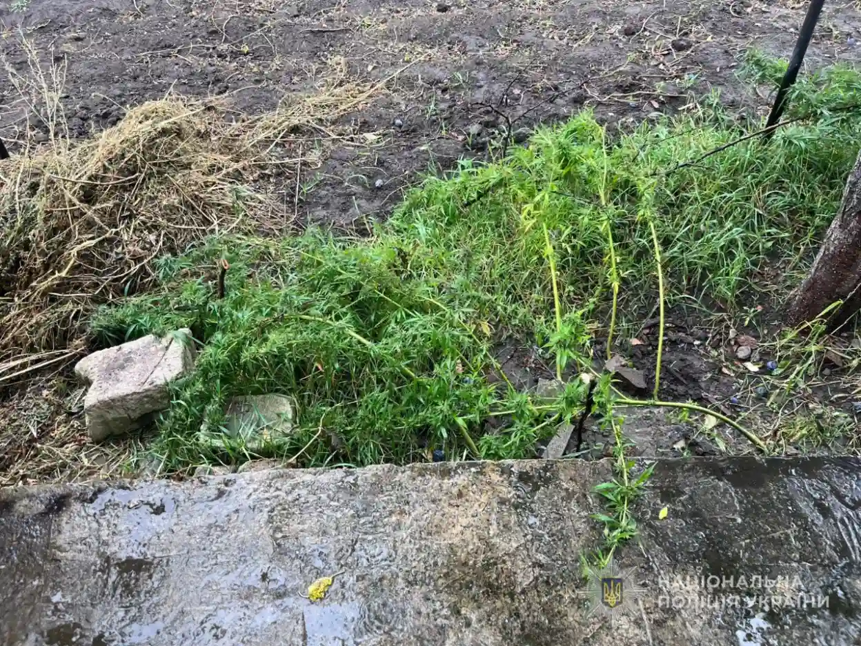 У Глухові поліцейські затримали наркозлочинця з понад сотнею кущів коноплі
