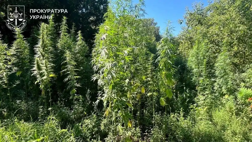 Лісова плантація і поштовий збут: у Зінькові подружжя постане перед судом за наркобізнес