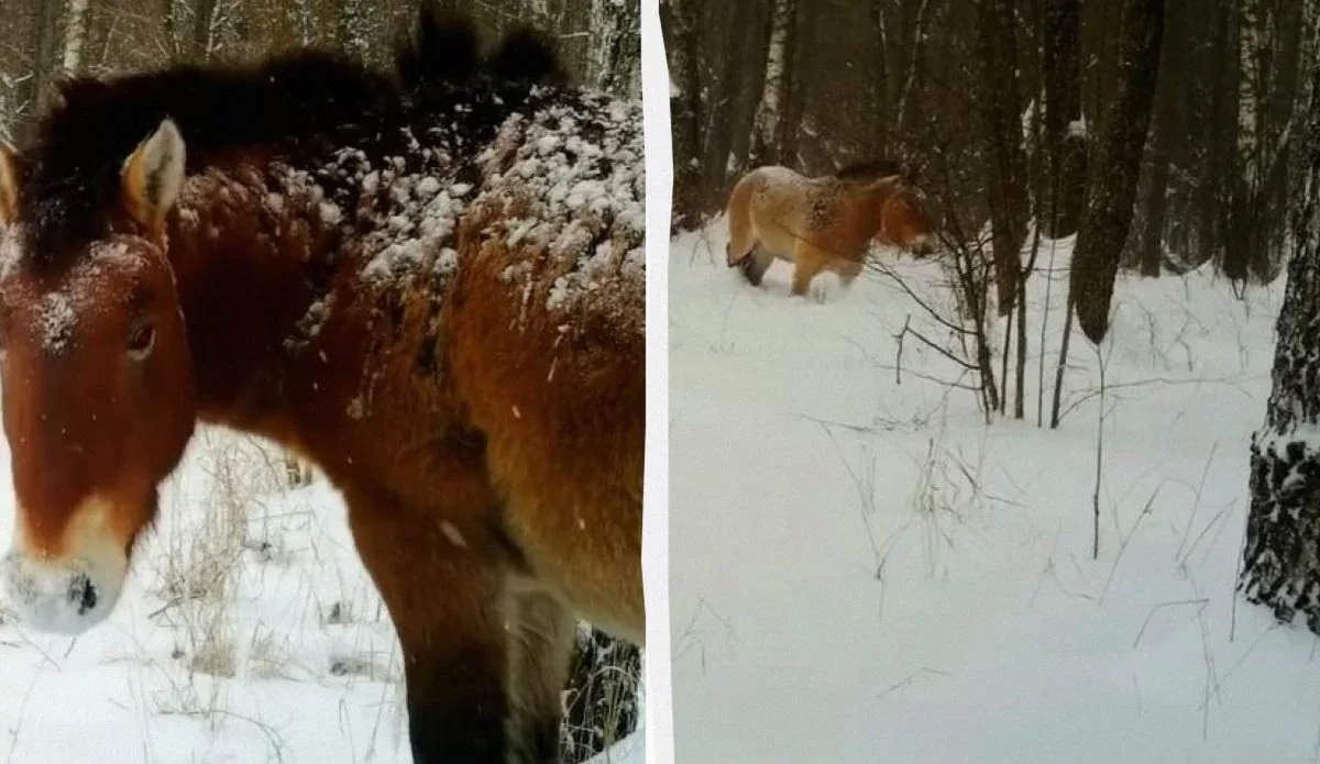 Зима не лякає дику природу: у Чорнобильському заповіднику помітили коня Пржевальського і рись із малям