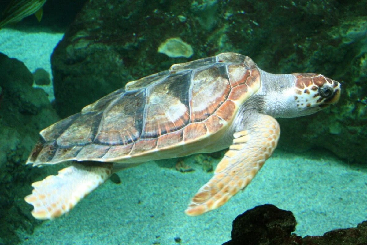 Одіссея у 24 тисячі кілометрів: морська черепаха Гюмуш відкрила вченим новий міграційний коридор
