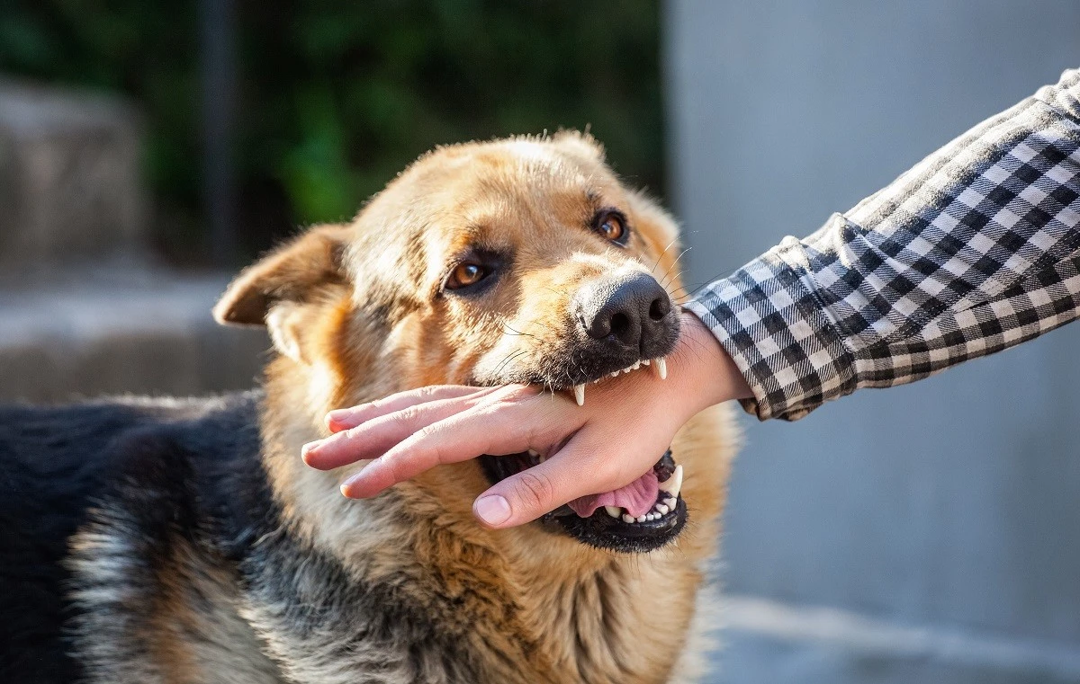 dimid_86-shutterstock